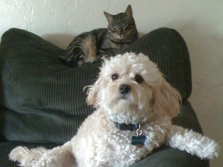 Cavapoo