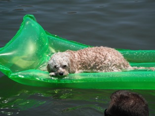 Cavapoo
