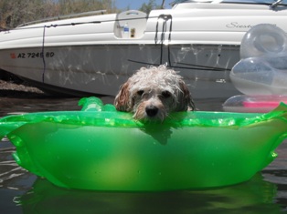 Cavapoo