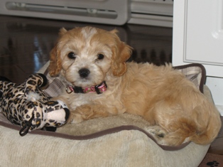 Phoebe in her New Home