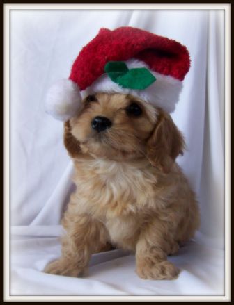 Cavapoo Puppy
