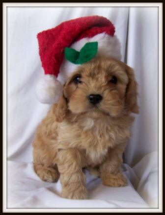 Cavapoo Puppy