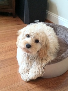 Cavapoo