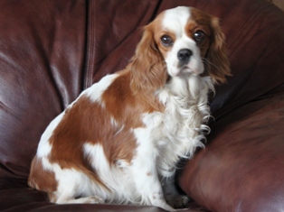 Cavalier, Rocky