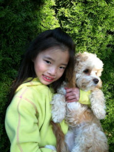 Cavapoo
