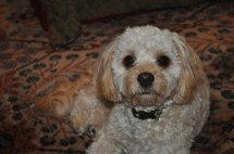 Rudy