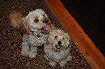Rudy & Biscuit