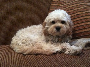 Cavapoo