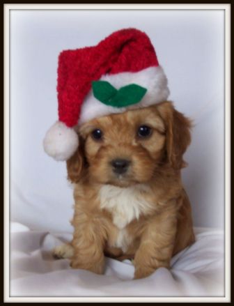 Cavapoo Puppy