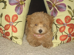 Maltipoo