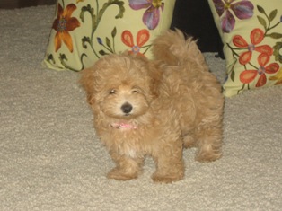 Maltipoo