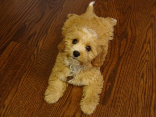 Cavapoo