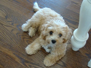 Cavapoo