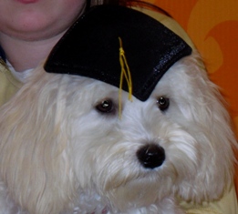 Maltipoo