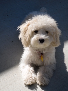 Maltipoo