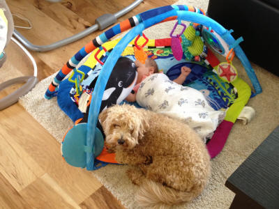 Maltipoo