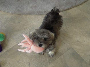 Schnoodle