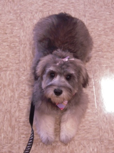 Schnoodle
