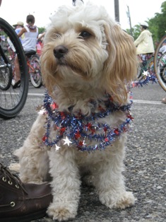Cavapoo