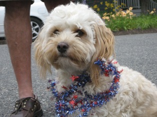 Cavapoo