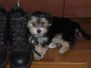 Brody, Morkie