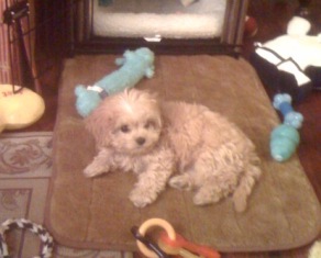 Cavapoo