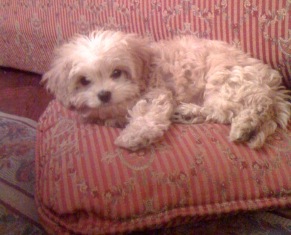 Cavapoo