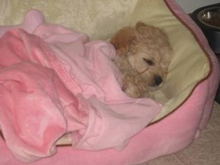 Cavapoo