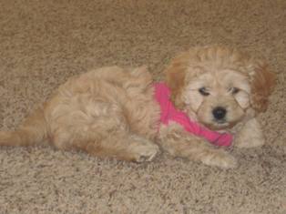 Cavapoo