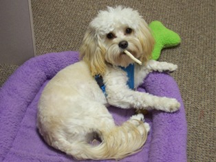 Ruby's Cavapoo