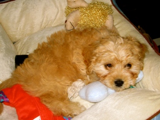 Cavapoo, Berkley