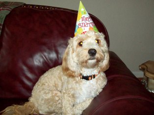 Cavapoo
