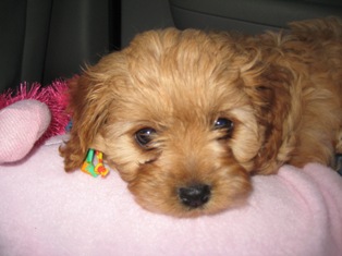 Cavapoo