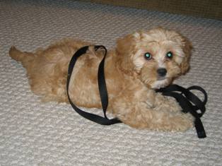 Cavapoo