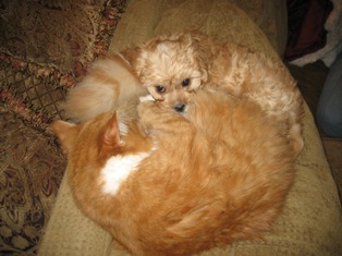 Mochi, Cavapoo