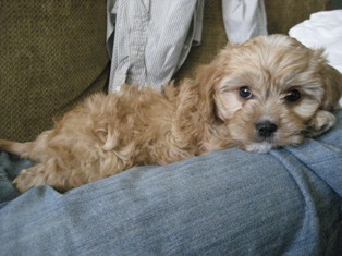 Mochi, Cavapoo