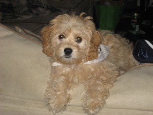 Cavapoo, Nala