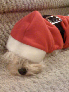 Cavapoo