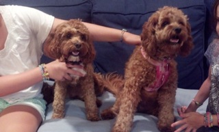 Cavapoo