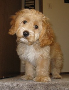Cooper, Cockapoo