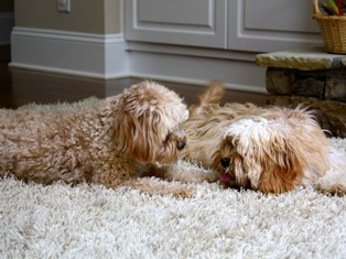 Cavapoos