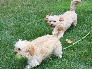 Cavapoos