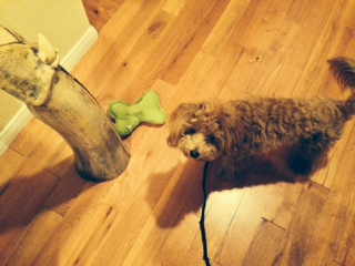 Maltipoo