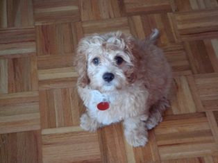 Edison, Cavapoo
