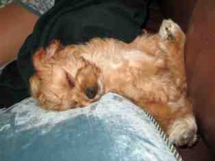 Cavapoo, Emma