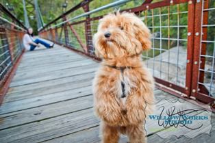 Maltipoo