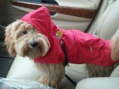 Maltipoo