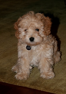 Cavapoo