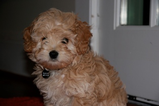 Cavapoo