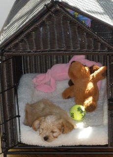 Cavapoo